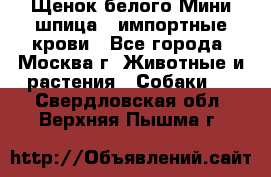 Щенок белого Мини шпица , импортные крови - Все города, Москва г. Животные и растения » Собаки   . Свердловская обл.,Верхняя Пышма г.